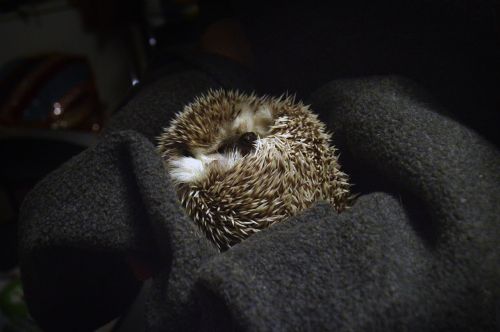 hedgehog sleeping animal