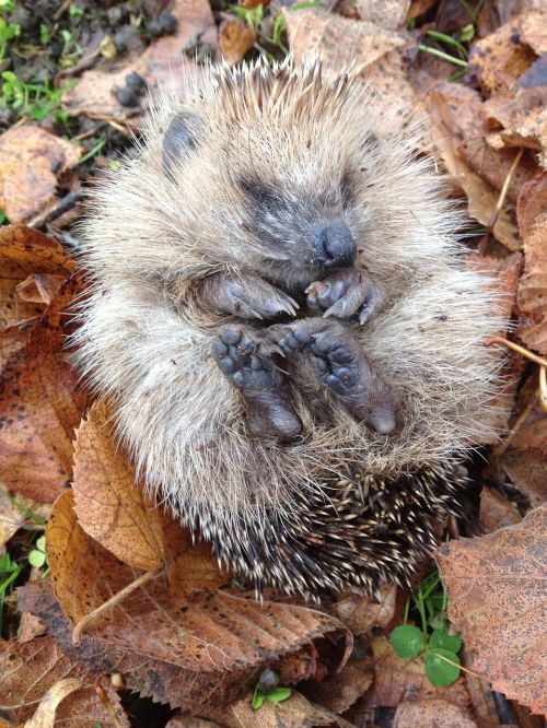 hedgehog animal garden