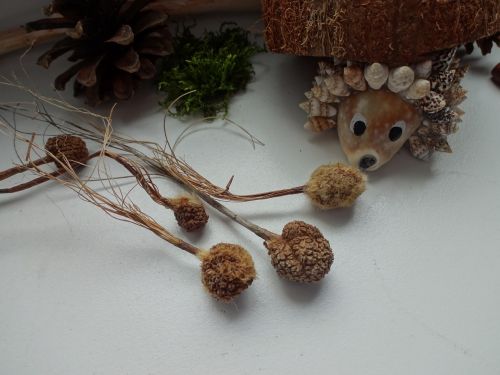 hedgehog pine cone platanus