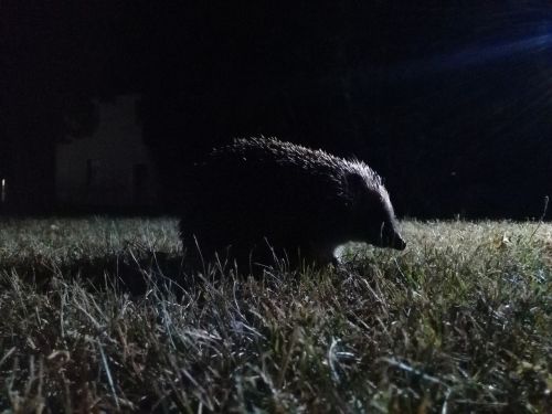 hedgehog nocturnal night