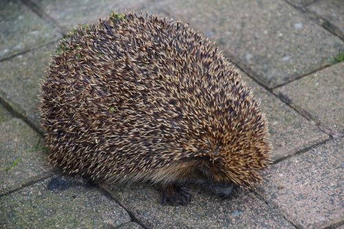 hedgehog hibernation nocturnal