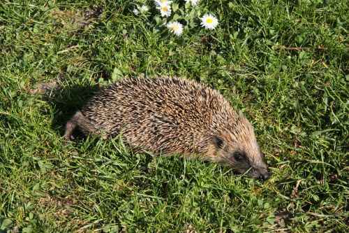 hedgehog nature animal