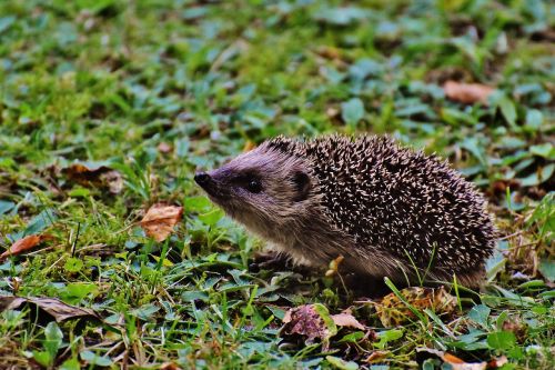 hedgehog child young hedgehog hedgehog