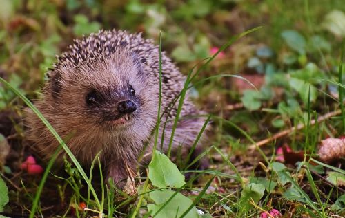 hedgehog child young hedgehog hedgehog