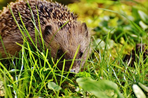 hedgehog child young hedgehog hedgehog