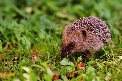 hedgehog child young hedgehog hedgehog