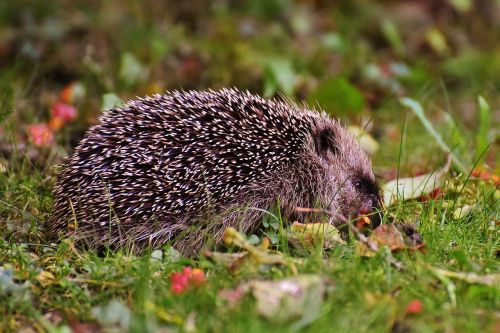 hedgehog child young hedgehog hedgehog