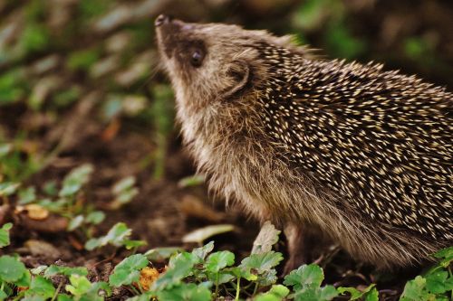 hedgehog child young hedgehog hedgehog