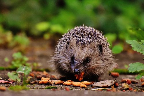 hedgehog child young hedgehog hedgehog