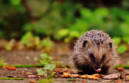 hedgehog child young hedgehog hedgehog