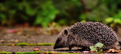 hedgehog child young hedgehog hedgehog