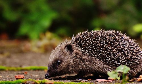 hedgehog child young hedgehog hedgehog