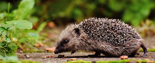 hedgehog child young hedgehog hedgehog