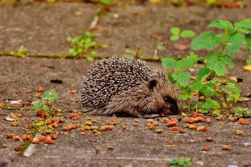 hedgehog child young hedgehog hedgehog