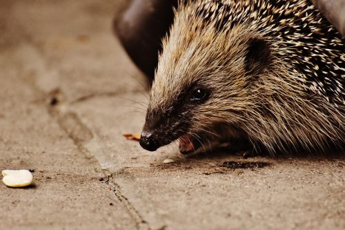 hedgehog child young hedgehog hedgehog