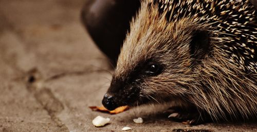 hedgehog child young hedgehog hedgehog