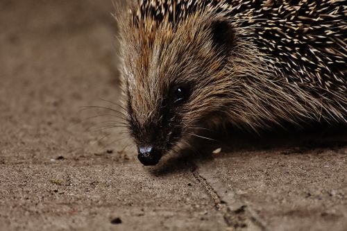 hedgehog child young hedgehog hedgehog