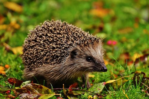 hedgehog child young hedgehog hedgehog