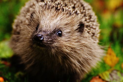 hedgehog child young hedgehog hedgehog