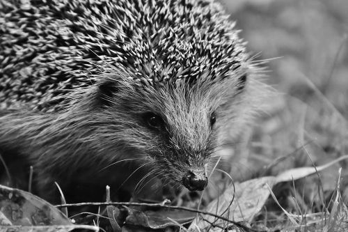 hedgehog child young hedgehog hedgehog