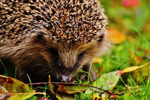 hedgehog child young hedgehog hedgehog