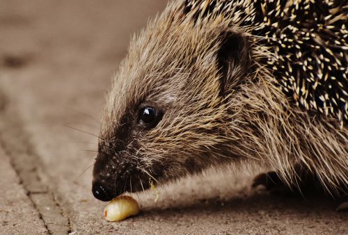 hedgehog child young hedgehog hedgehog