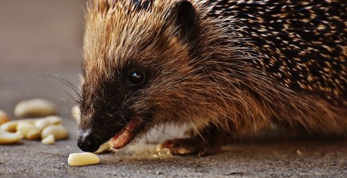 hedgehog child young hedgehog hedgehog