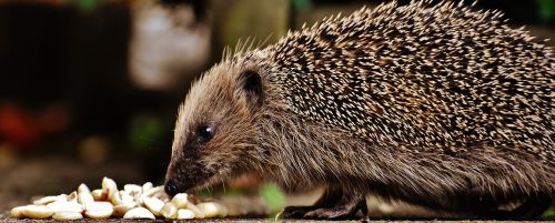 hedgehog child young hedgehog hedgehog