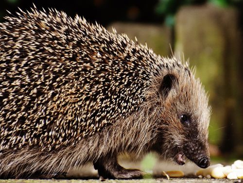 hedgehog child young hedgehog hedgehog