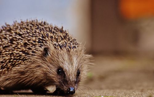 hedgehog child young hedgehog hedgehog