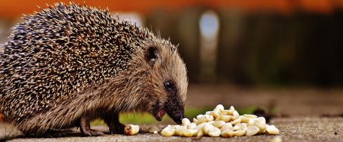 hedgehog child young hedgehog hedgehog