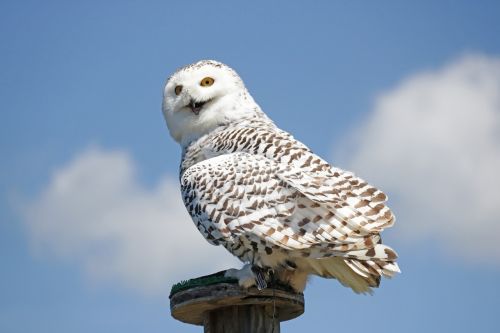 hedwig harry potter white
