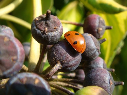 heers critter berries fruits