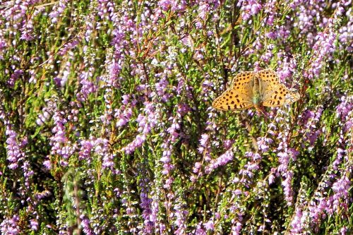 heide butterfly landscape