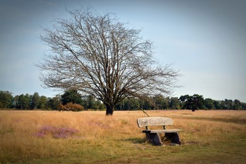 heide bank nature