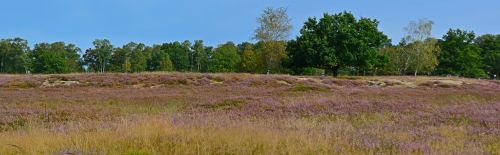 heide nature heather