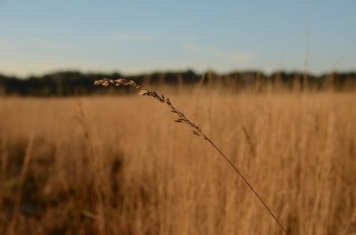 heide winter branch