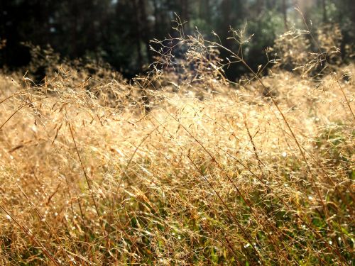 heide grass sun