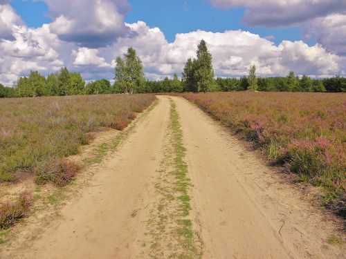 heide landscape plant