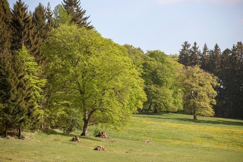 heide  autumn  trees