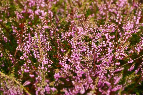 heide  heather  heathland