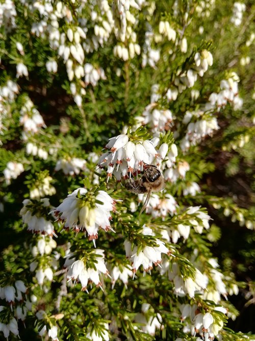 heide  bee  blossom