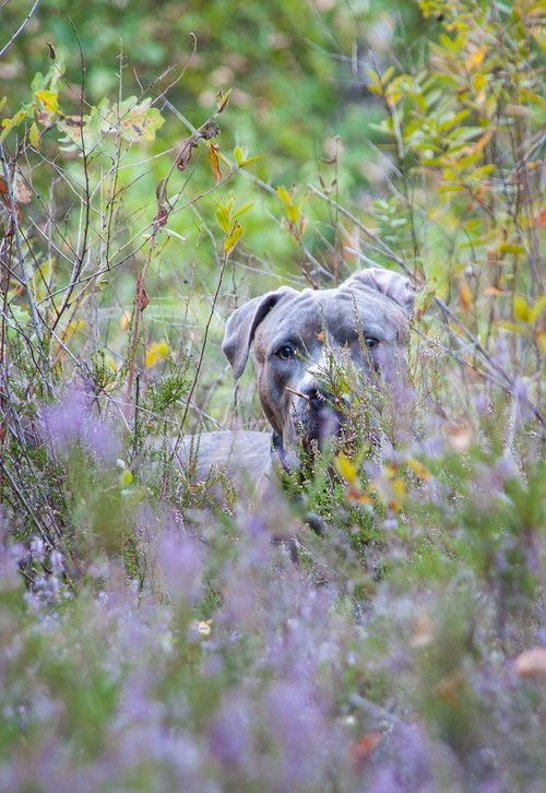 heide  heather  dog