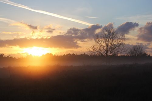 heide veluwe forest