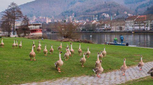 heidelberg geese river