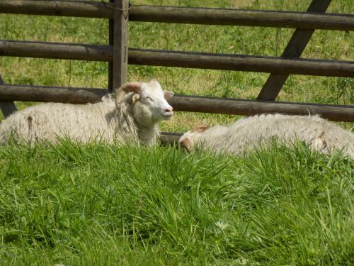 heidschnucke nordic short tail sheep sheep