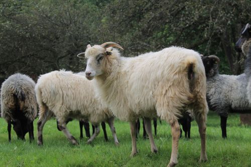 heidschnucke sheep horns