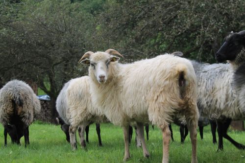 heidschnucke sheep horns