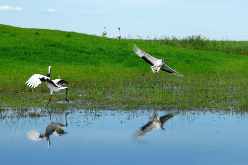 heilongjiang  pinned dragon  wetlands