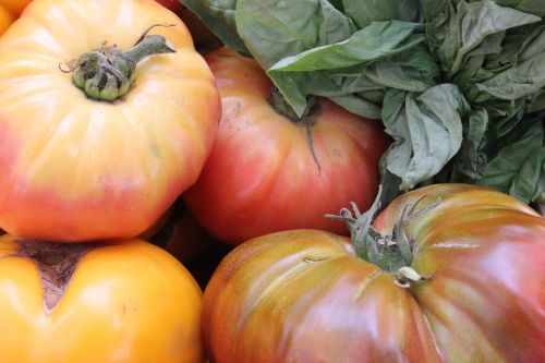 heirloom tomatoes tomato
